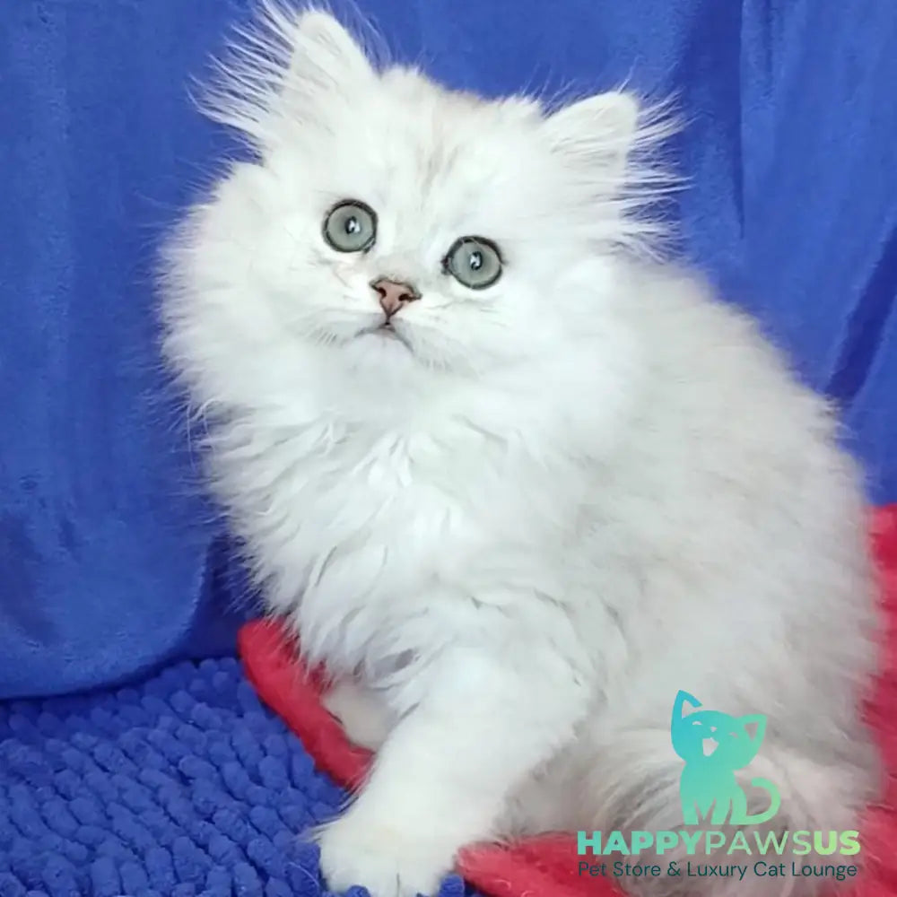 Byanka British Longhair female black silver shaded - live animals