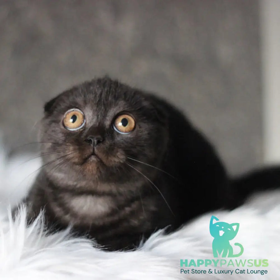 Byanka Scottish Fold female black - live animals