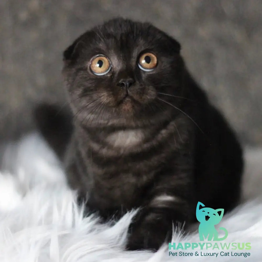 Byanka Scottish Fold female black - live animals