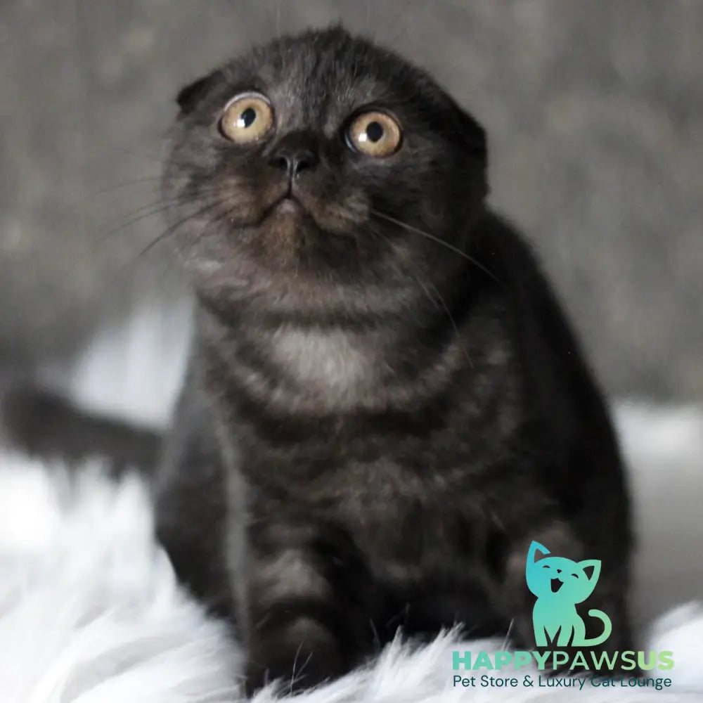 Byanka Scottish Fold female black - live animals