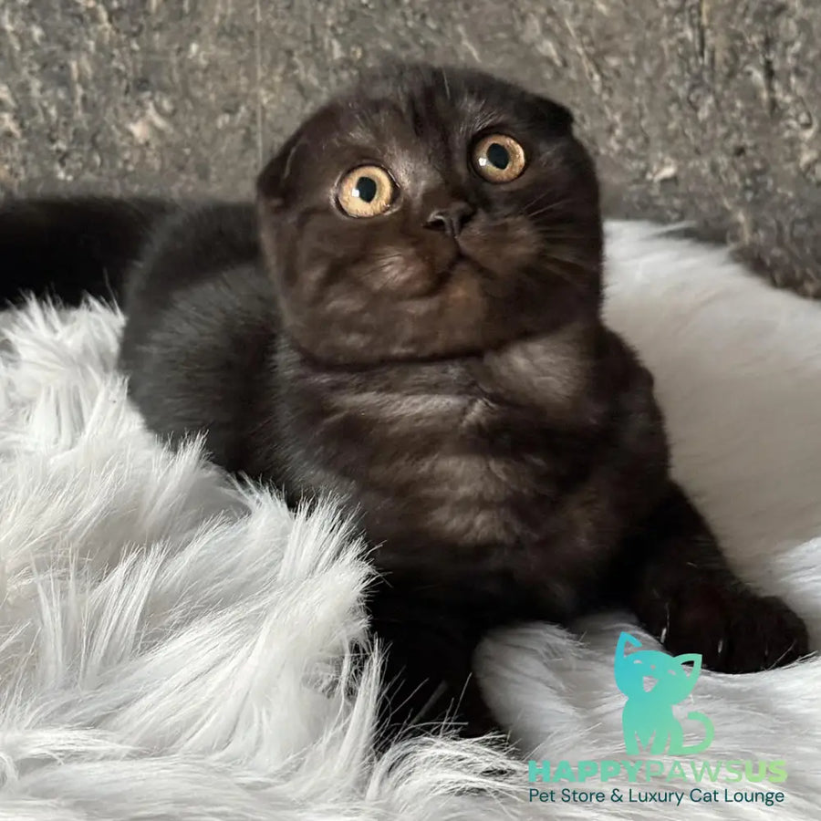 Byanka Scottish Fold female black - live animals