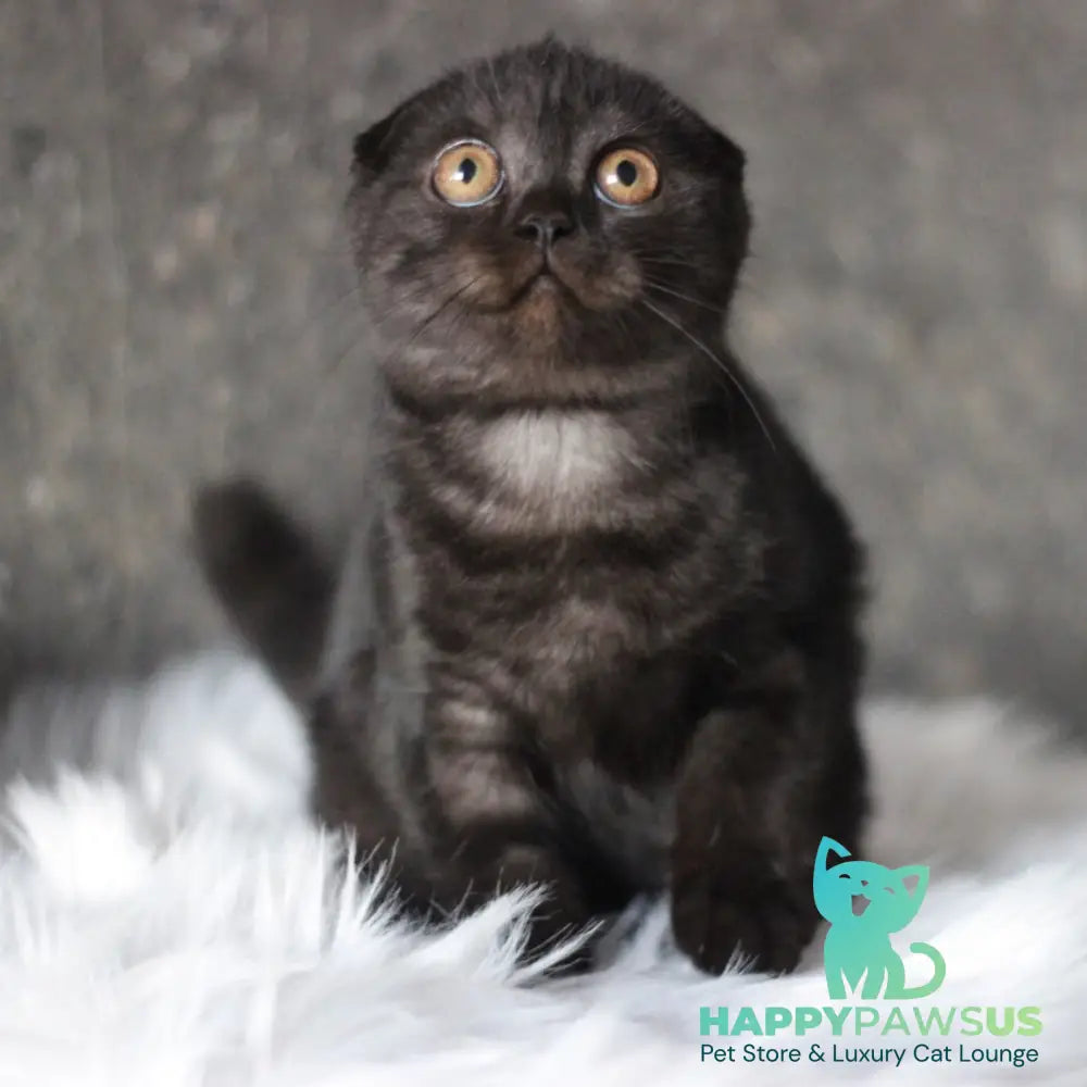 Byanka Scottish Fold female black - live animals