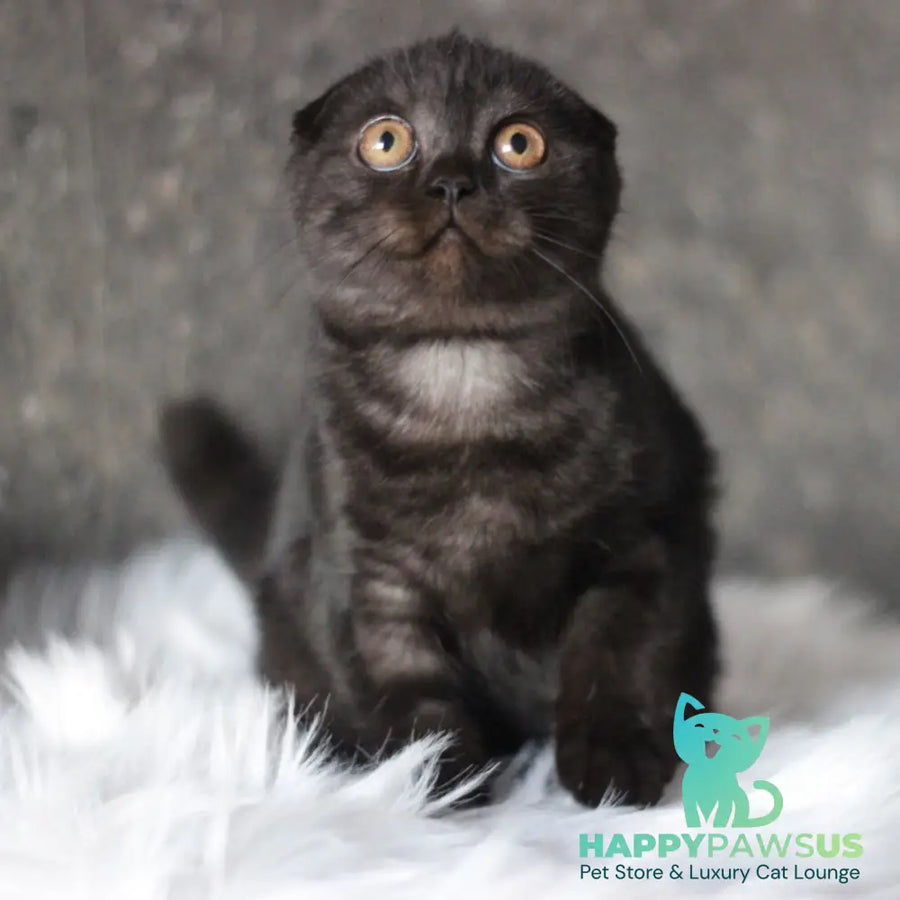Byanka Scottish Fold female black - live animals