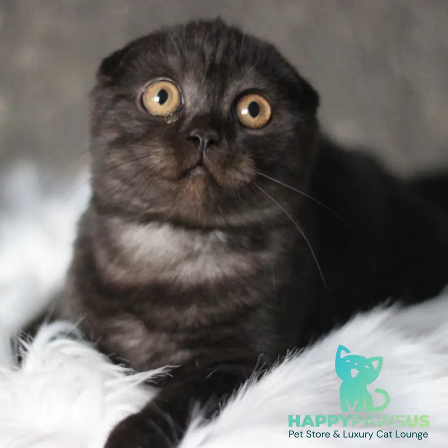 Byanka Scottish Fold female black - live animals