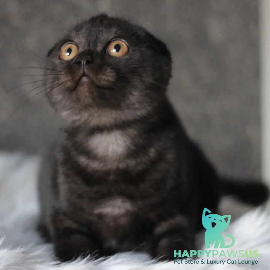 Byanka Scottish Fold female black - live animals