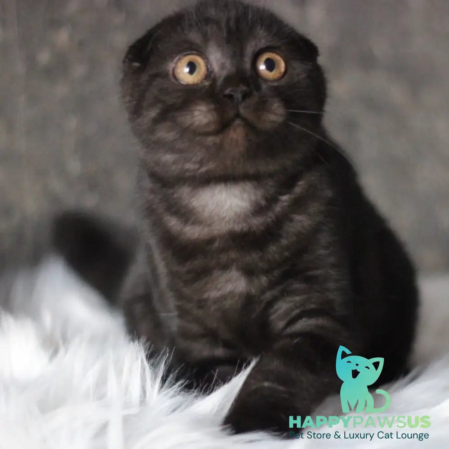Byanka Scottish Fold female black - live animals