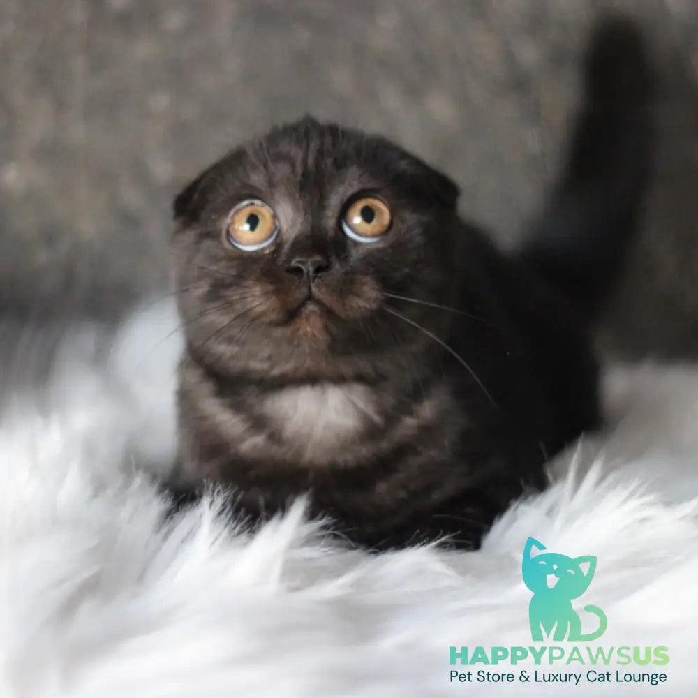 Byanka Scottish Fold female black - live animals