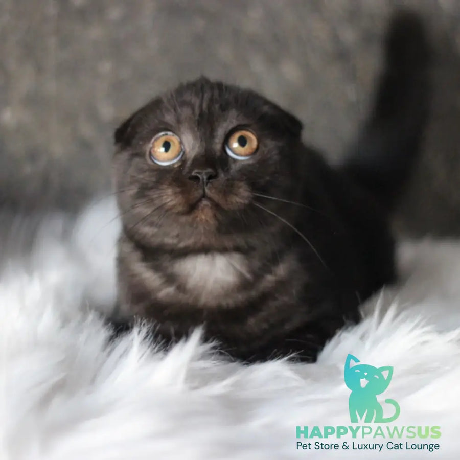 Byanka Scottish Fold female black - live animals