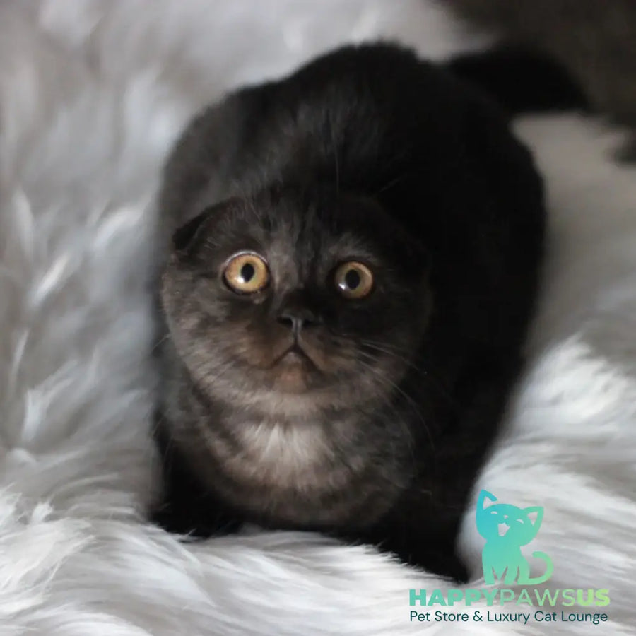 Byanka Scottish Fold female black - live animals