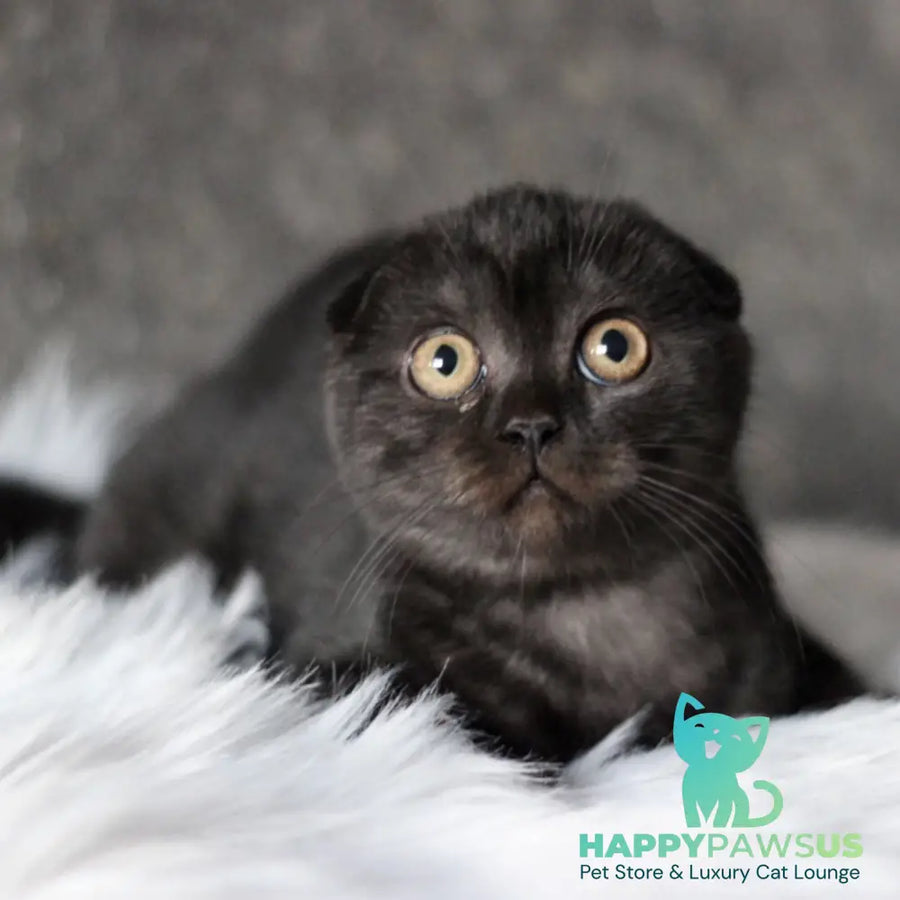 Byanka Scottish Fold female black - live animals