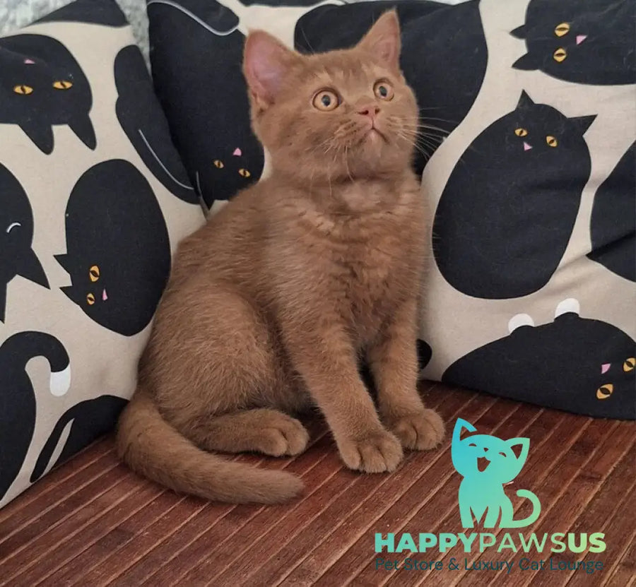 Bybluk British Shorthair male cinnamon - live animals
