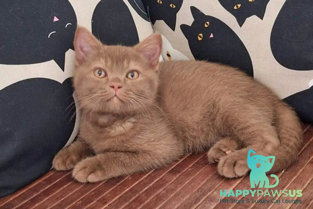 Bybluk British Shorthair male cinnamon - live animals