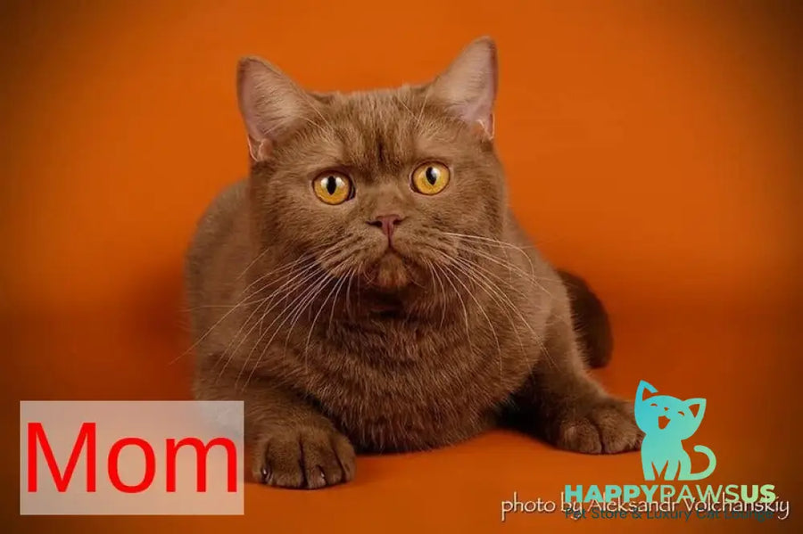 Bybluk British Shorthair male cinnamon - live animals