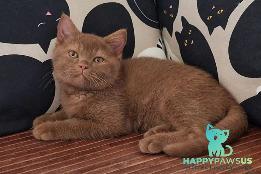 Bybluk British Shorthair male cinnamon - live animals