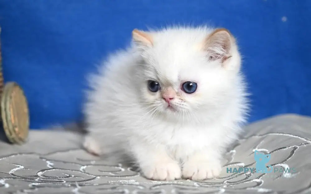 Bylli Exotic male red tabby pointed live animals
