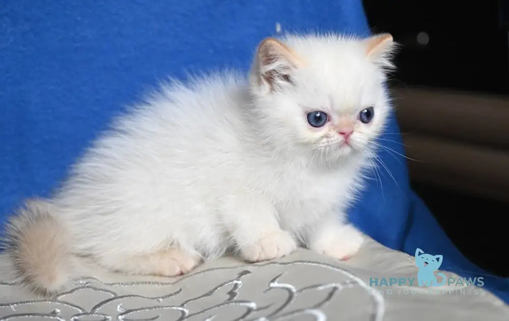 Bylli Exotic male red tabby pointed live animals