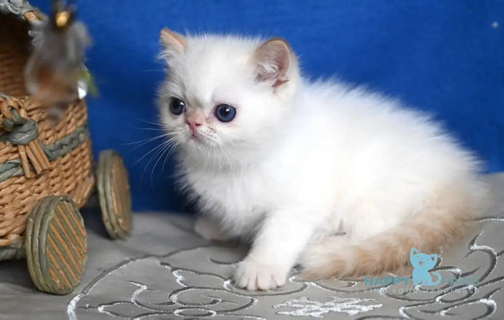 Bylli Exotic male red tabby pointed live animals