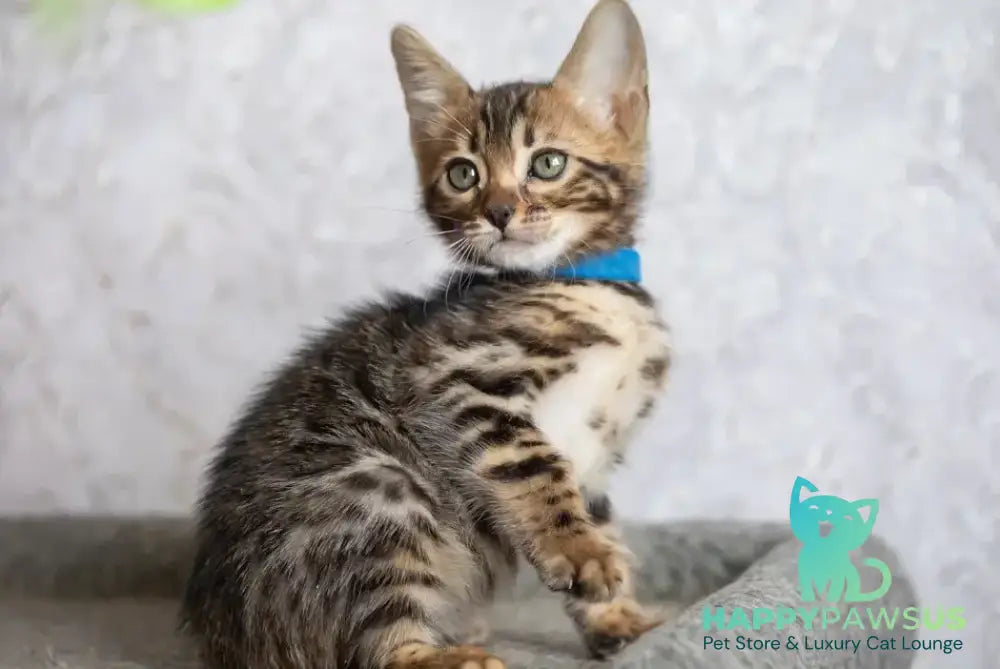 Byron Bengal male black spotted tabby - live animals