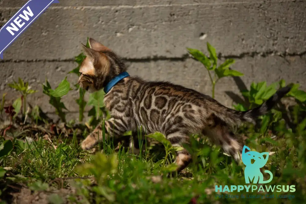 Byron Bengal male black spotted tabby - live animals