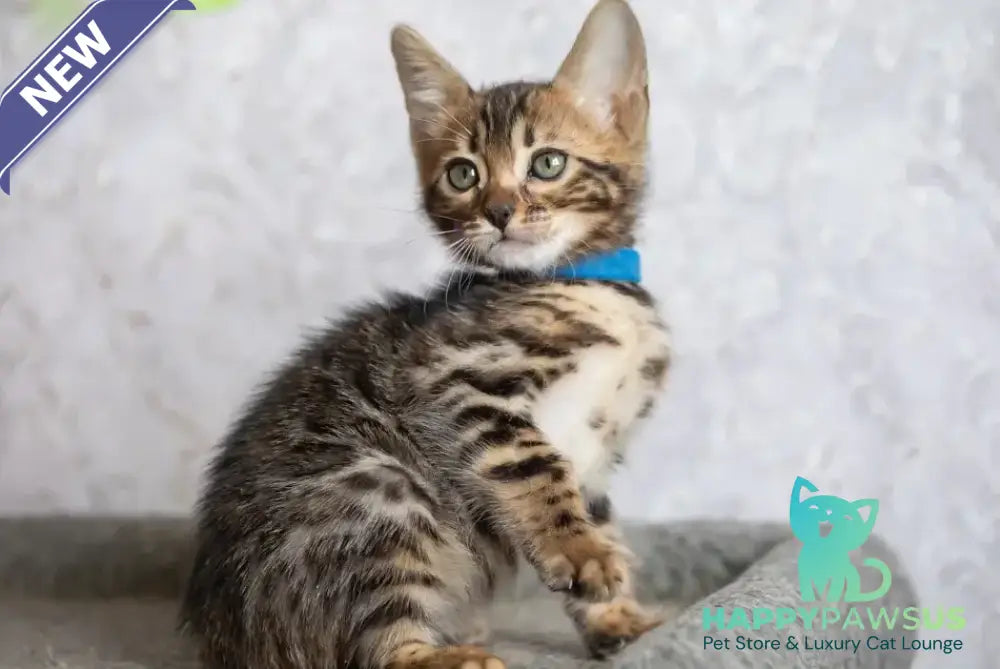 Byron Bengal male black spotted tabby - live animals