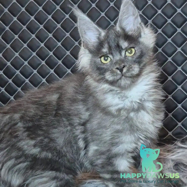 Byron Maine Coon polydactyl 5x5x5x6 male black silver - live animals