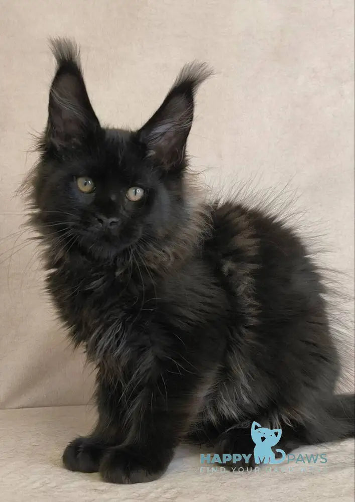 Cadagan Maine Coon male black live animals