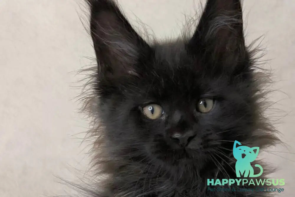 Cadagan Maine Coon male black live animals