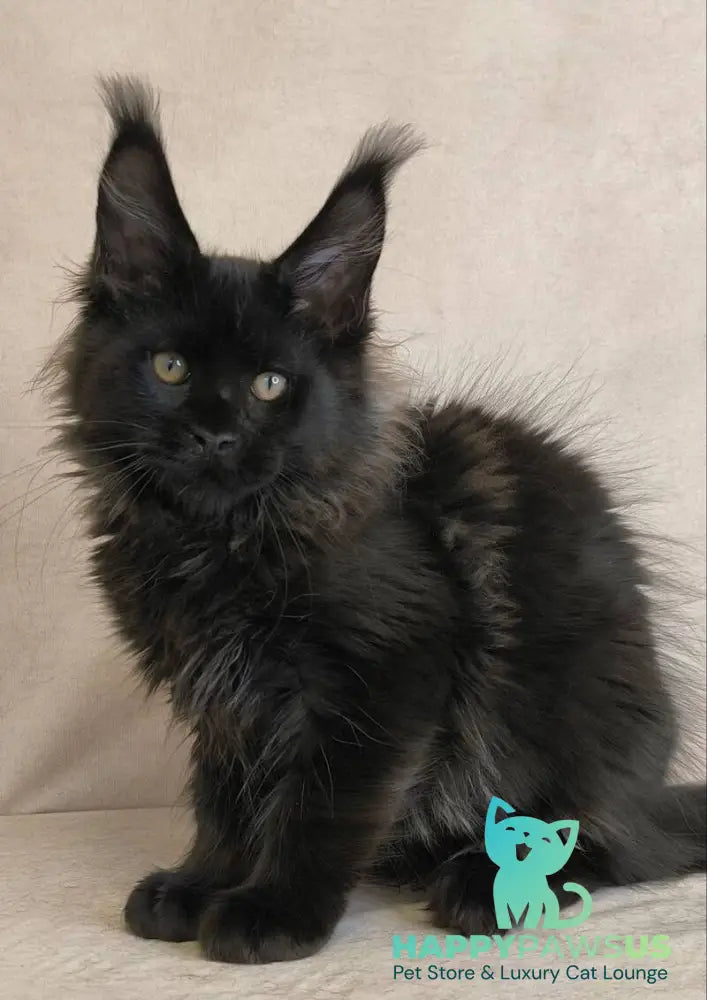 Cadagan Maine Coon male black live animals