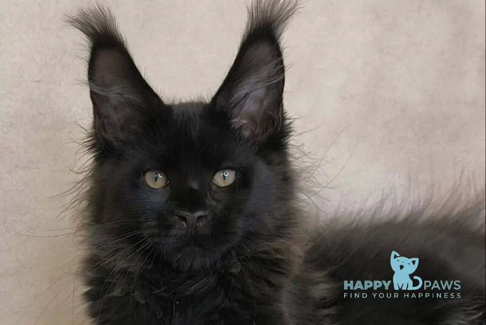 Cadagan Maine Coon male black live animals
