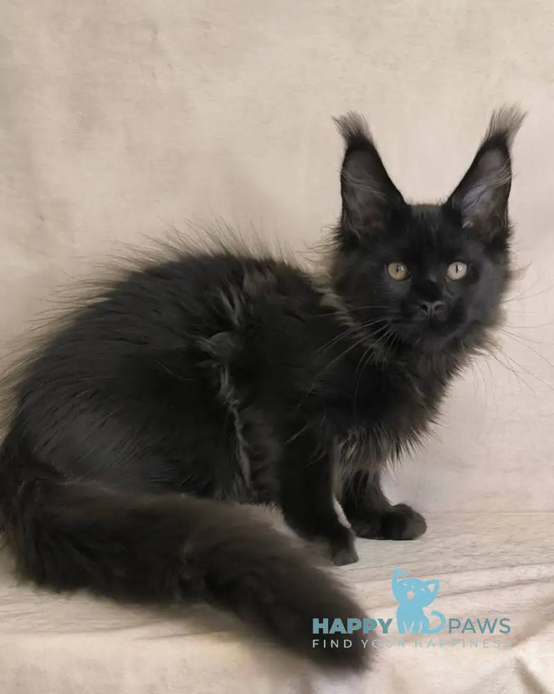 Cadagan Maine Coon male black live animals
