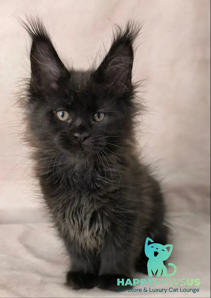 Cadagan Maine Coon male black live animals