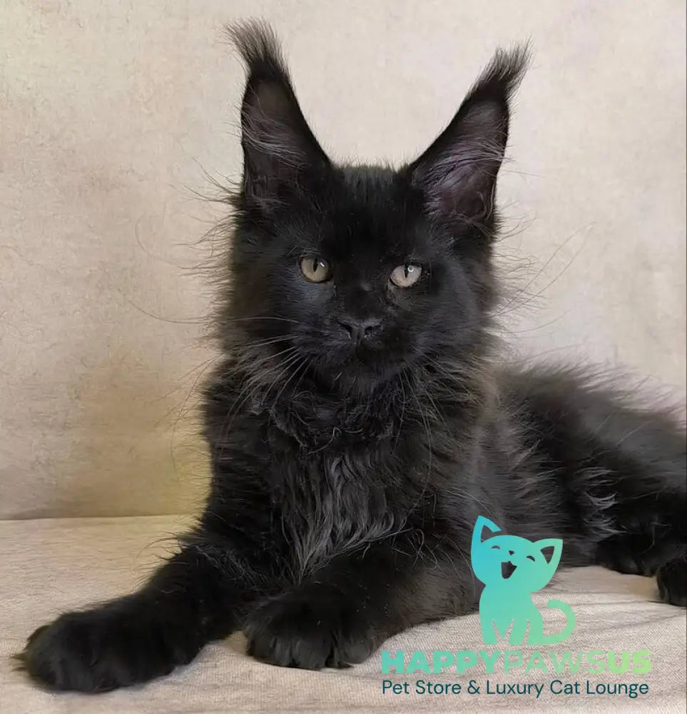 Cadagan Maine Coon male black live animals