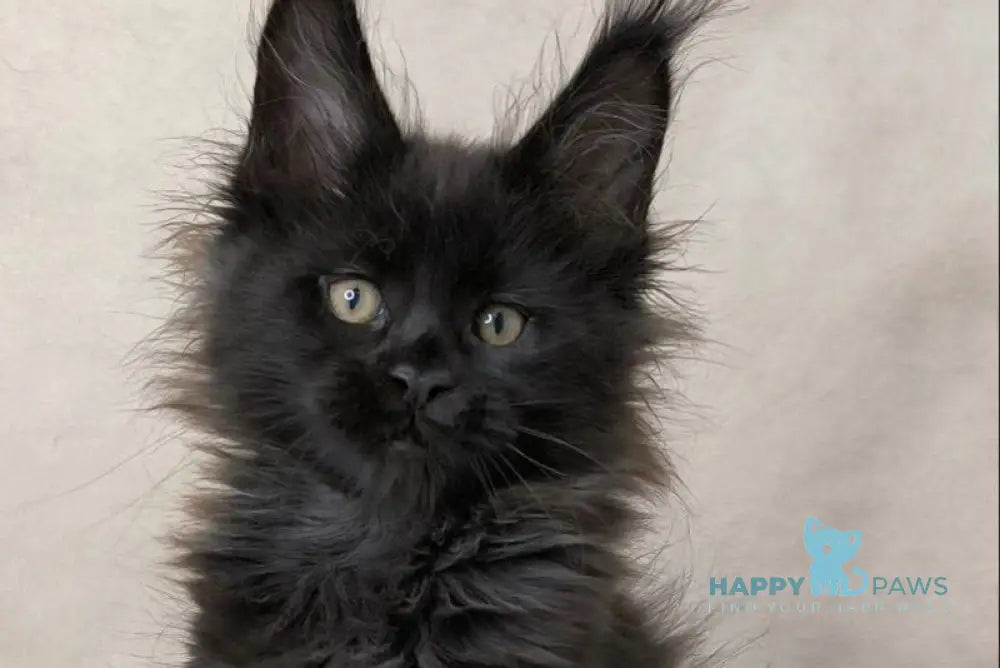 Cadagan Maine Coon male black live animals
