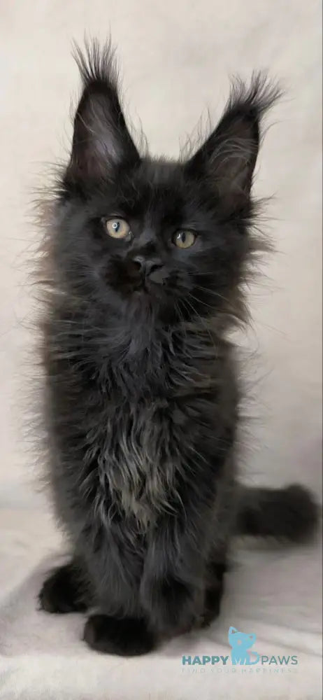 Cadagan Maine Coon male black live animals