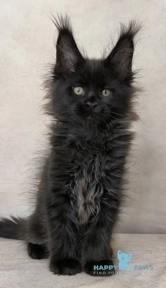 Cadagan Maine Coon male black live animals