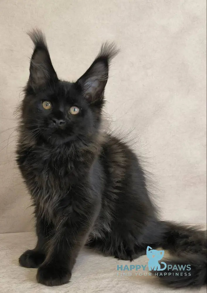 Cadagan Maine Coon male black live animals