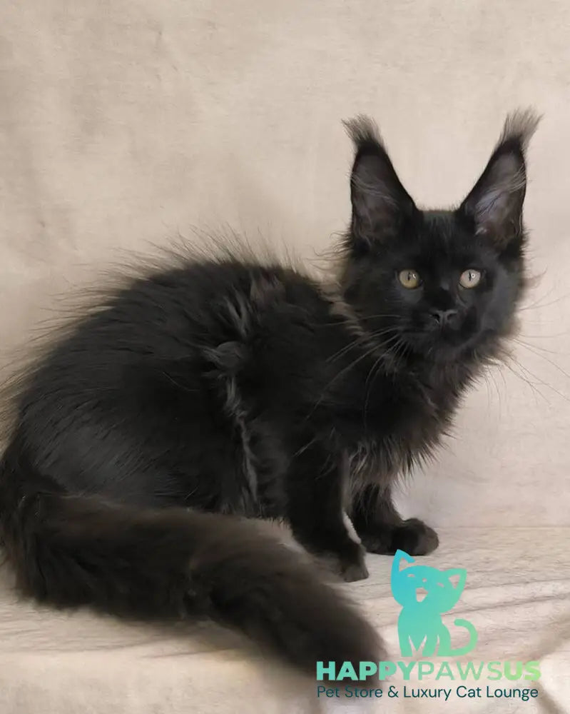 Cadagan Maine Coon male black live animals