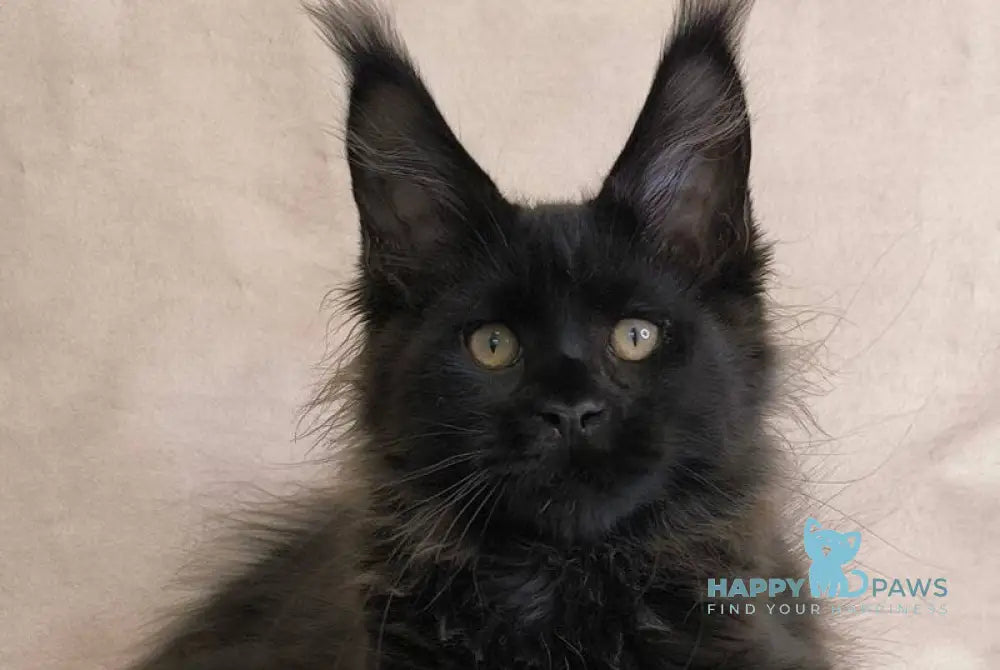 Cadagan Maine Coon male black live animals