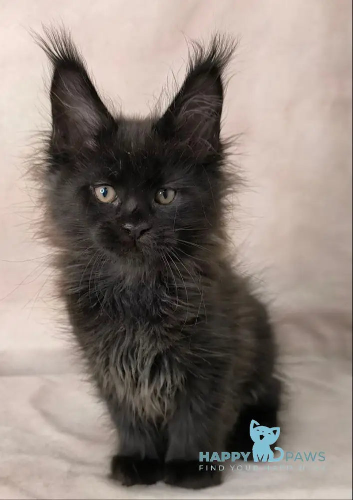 Cadagan Maine Coon male black live animals