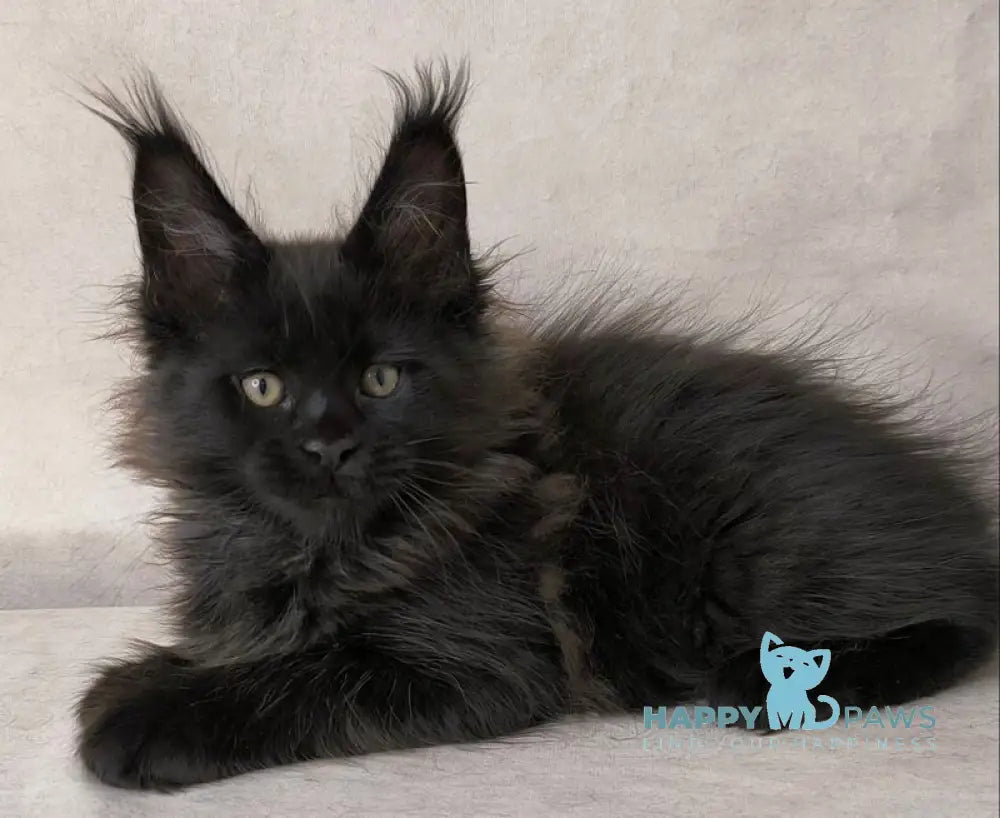 Cadagan Maine Coon male black live animals