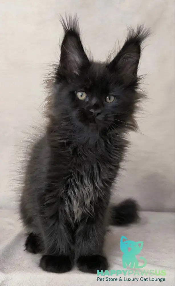 Cadagan Maine Coon male black live animals
