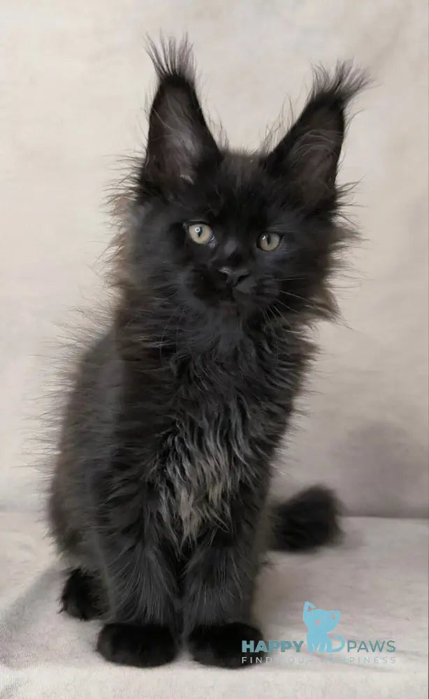 Cadagan Maine Coon male black live animals