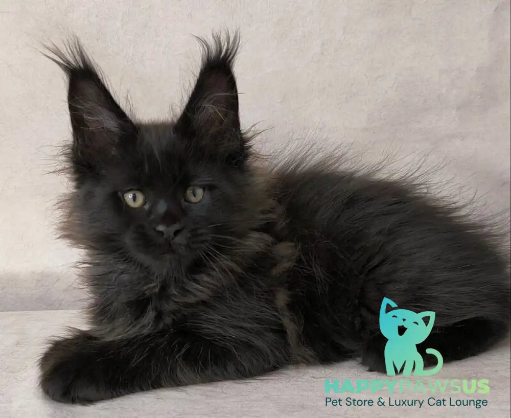 Cadagan Maine Coon male black live animals