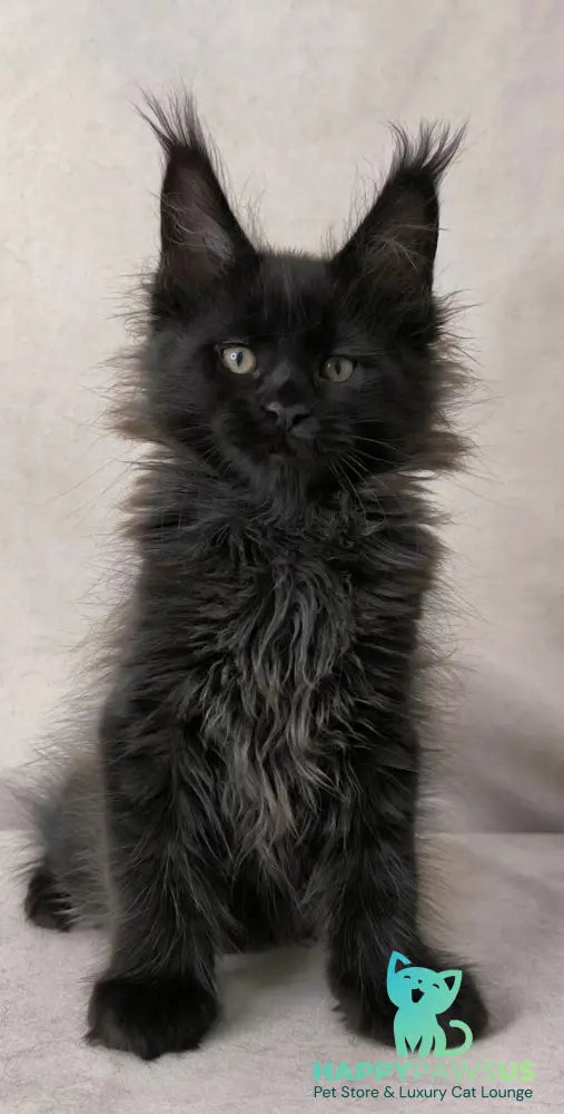 Cadagan Maine Coon male black live animals