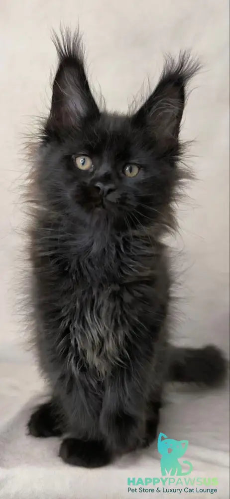 Cadagan Maine Coon male black live animals