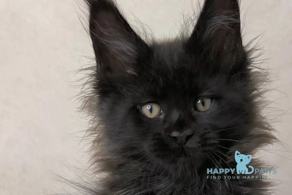 Cadagan Maine Coon male black live animals
