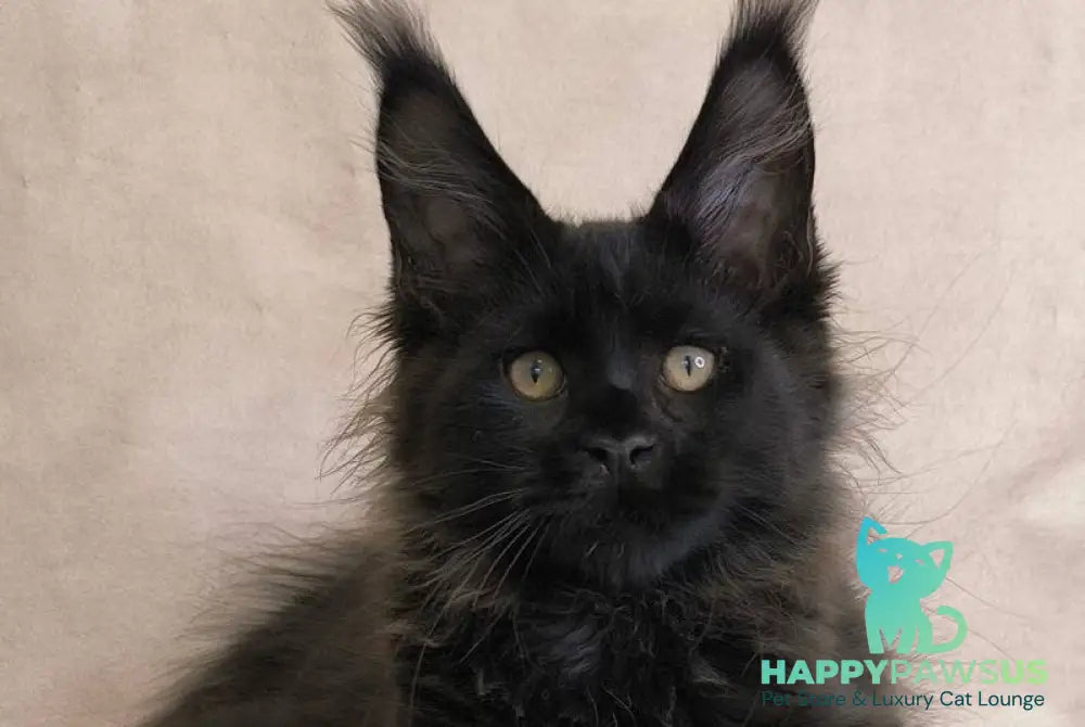 Cadagan Maine Coon male black live animals