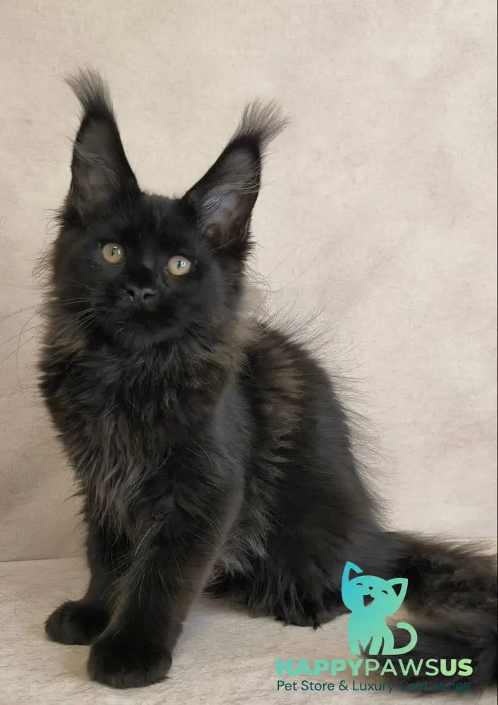 Cadagan Maine Coon male black live animals