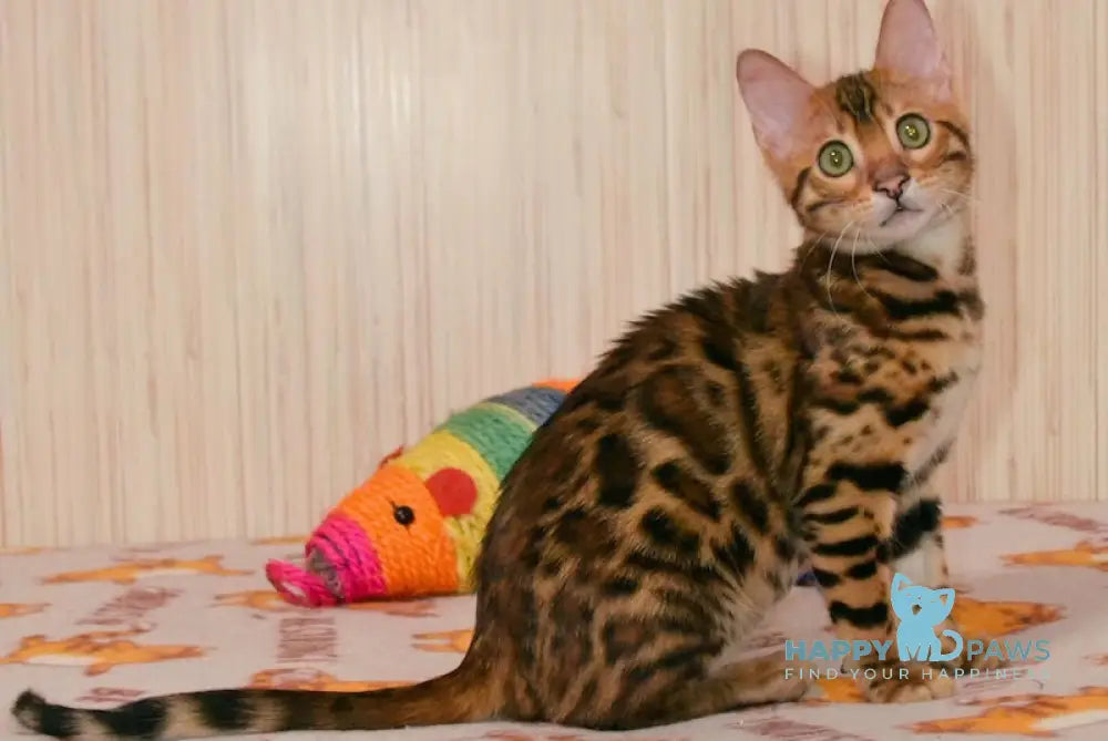 Caesar Bengal male black spotted tabby live animals