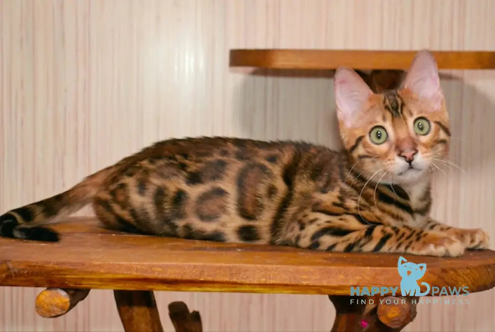 Caesar Bengal male black spotted tabby live animals